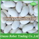 White Kidney Beans